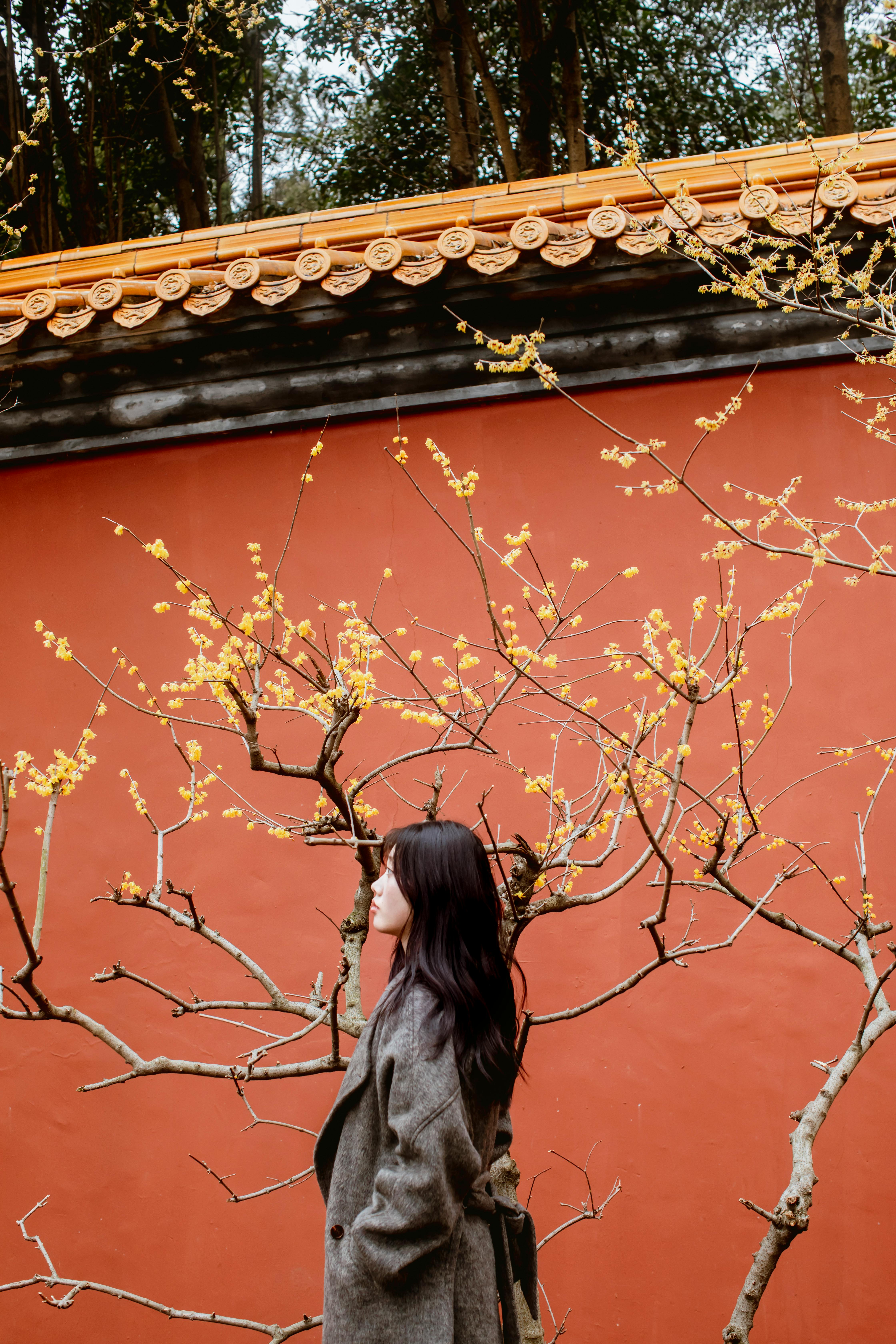 A serene scene of a woman standing by a blooming tree against a traditional orange wall, evoking tranquility.