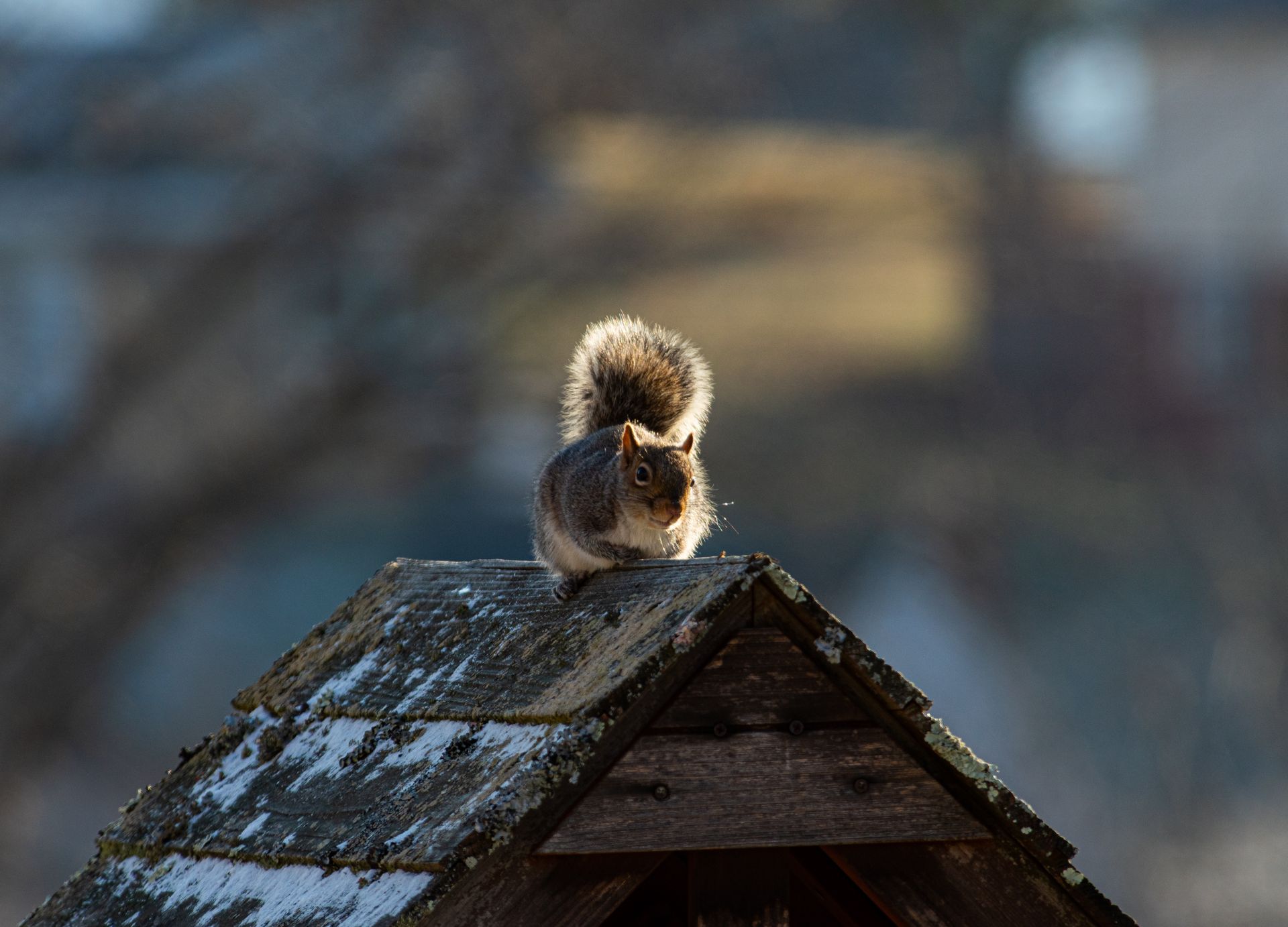 A squirrel perches on a rustic wooden roof surrounded by a tranquil outdoor environment.