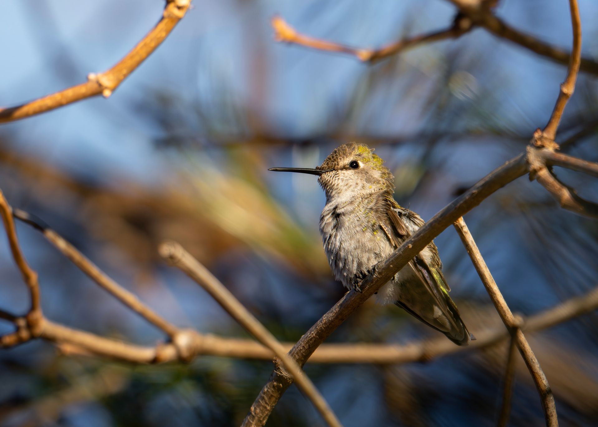 Close-up of an Anna's Hummingbird resting on a tree branch during winter in Wenatchee, WA.