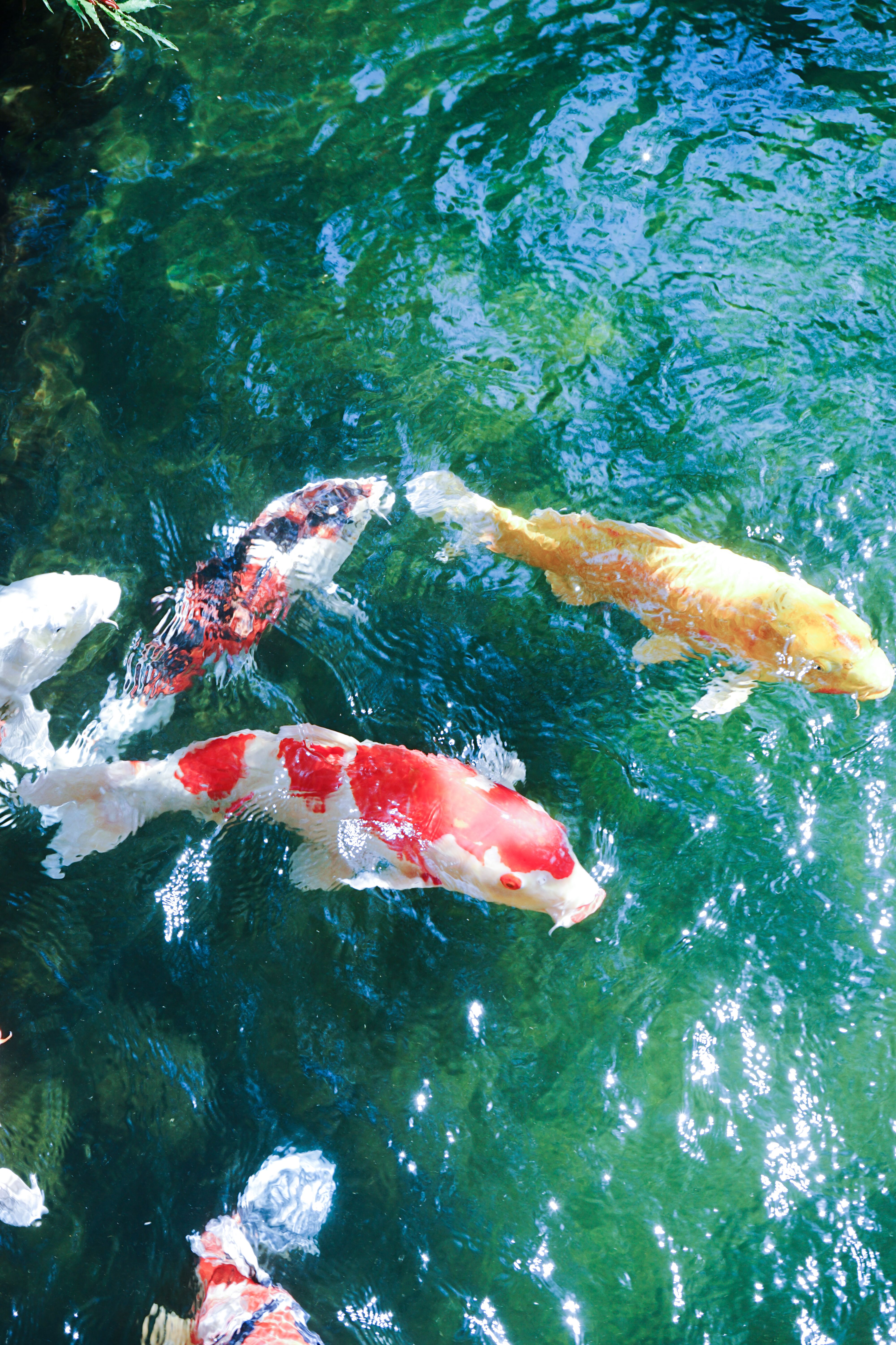 Vibrant koi fish swimming in a sunlit pond, Taitō, Tokyo, Japan.