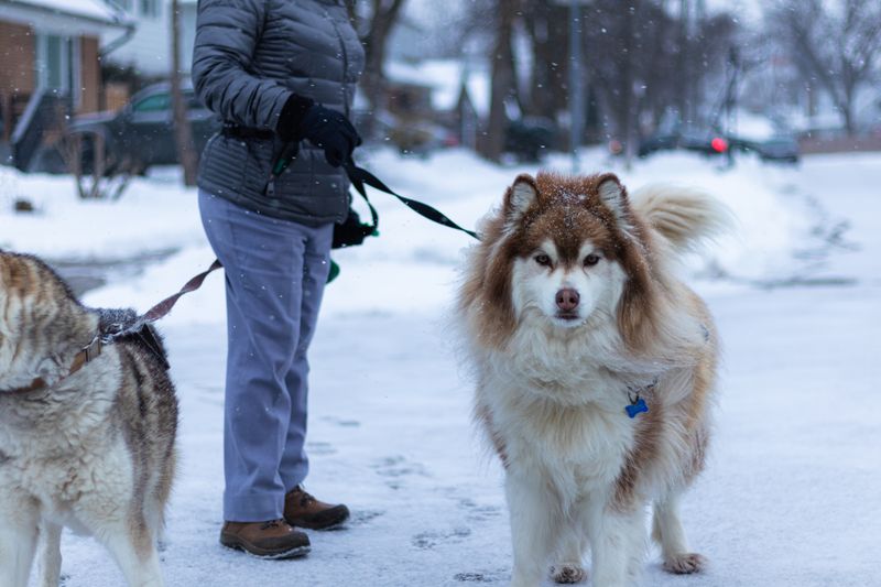 Karda yürüyen köpekler