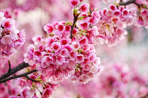 Free Close-up of vibrant cherry blossoms in full bloom showcasing delicate pink petals. Stock Photo