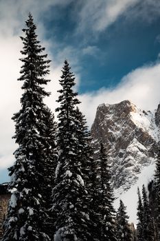Majestic snow-covered pines with mountain backdrop in Field, British Columbia.