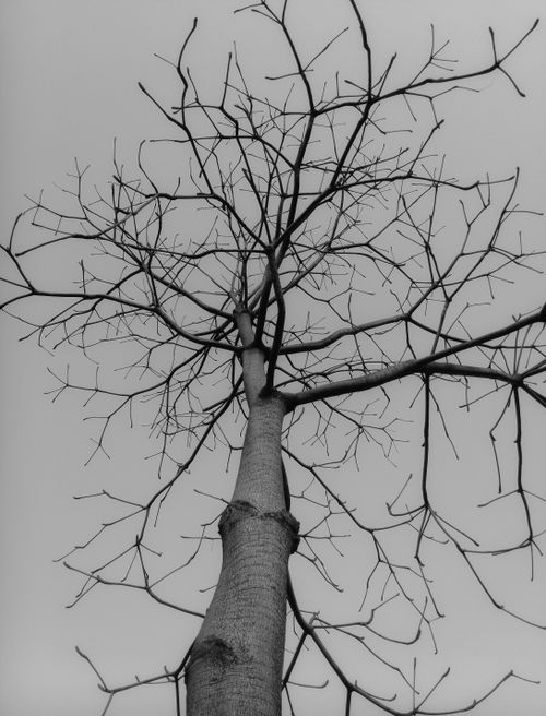 Free A captivating black and white photograph of a leafless tree from below, emphasizing its intricate branches against the sky. Stock Photo