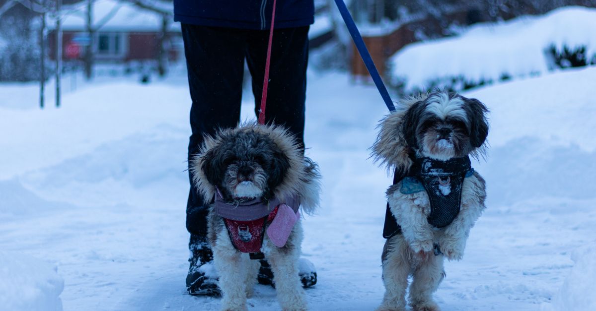 First-Time Dog Sitting in Toronto: A Summer Host Guide