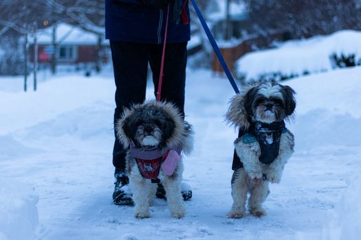 dog snow canadian winter - Photo by Anurag Jamwal