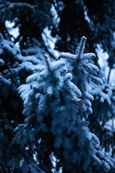 Pine branches covered in snow during a serene winter evening in Toronto.