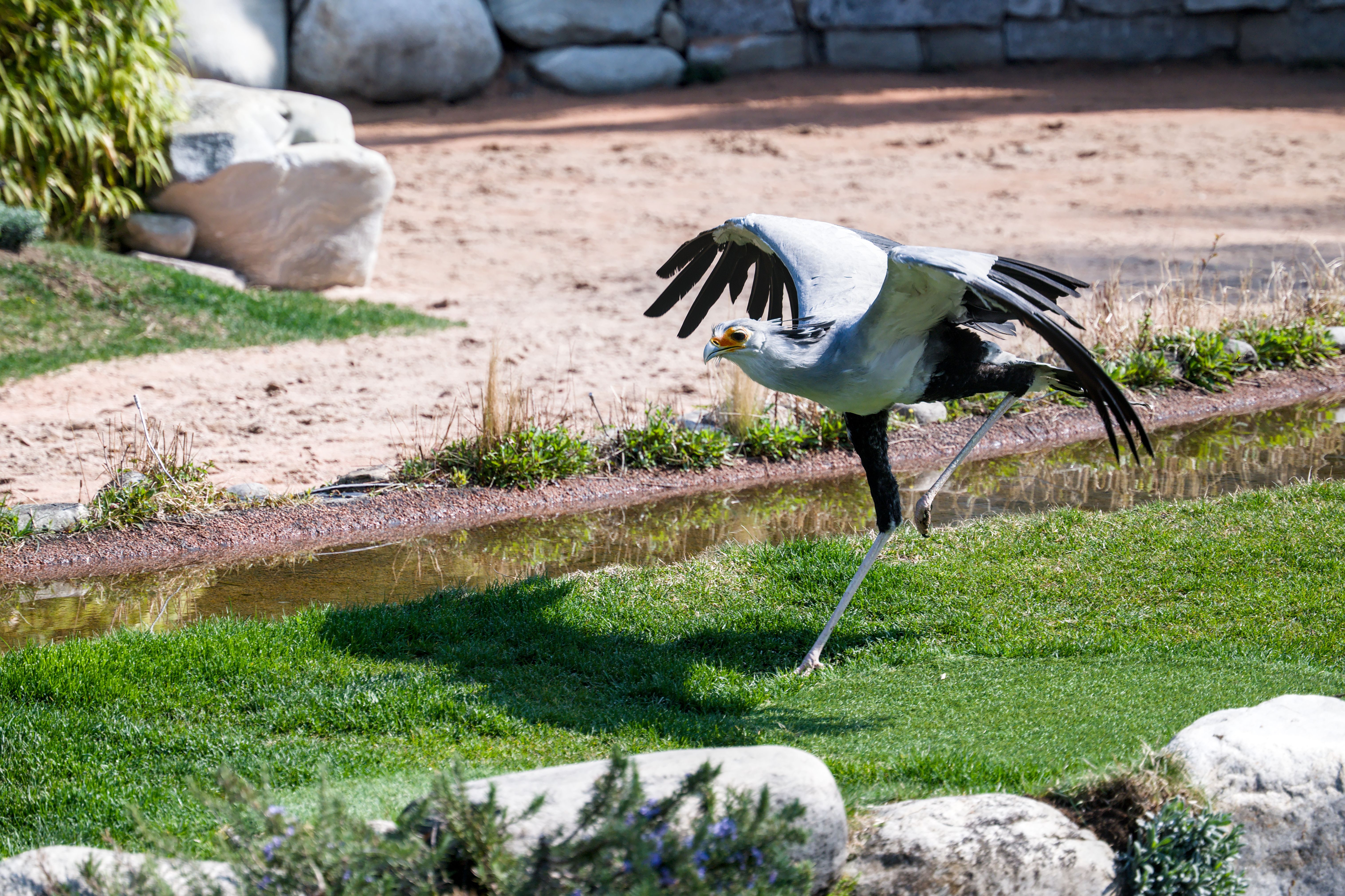 What is the significance of secretary bird? - The Institute for ...