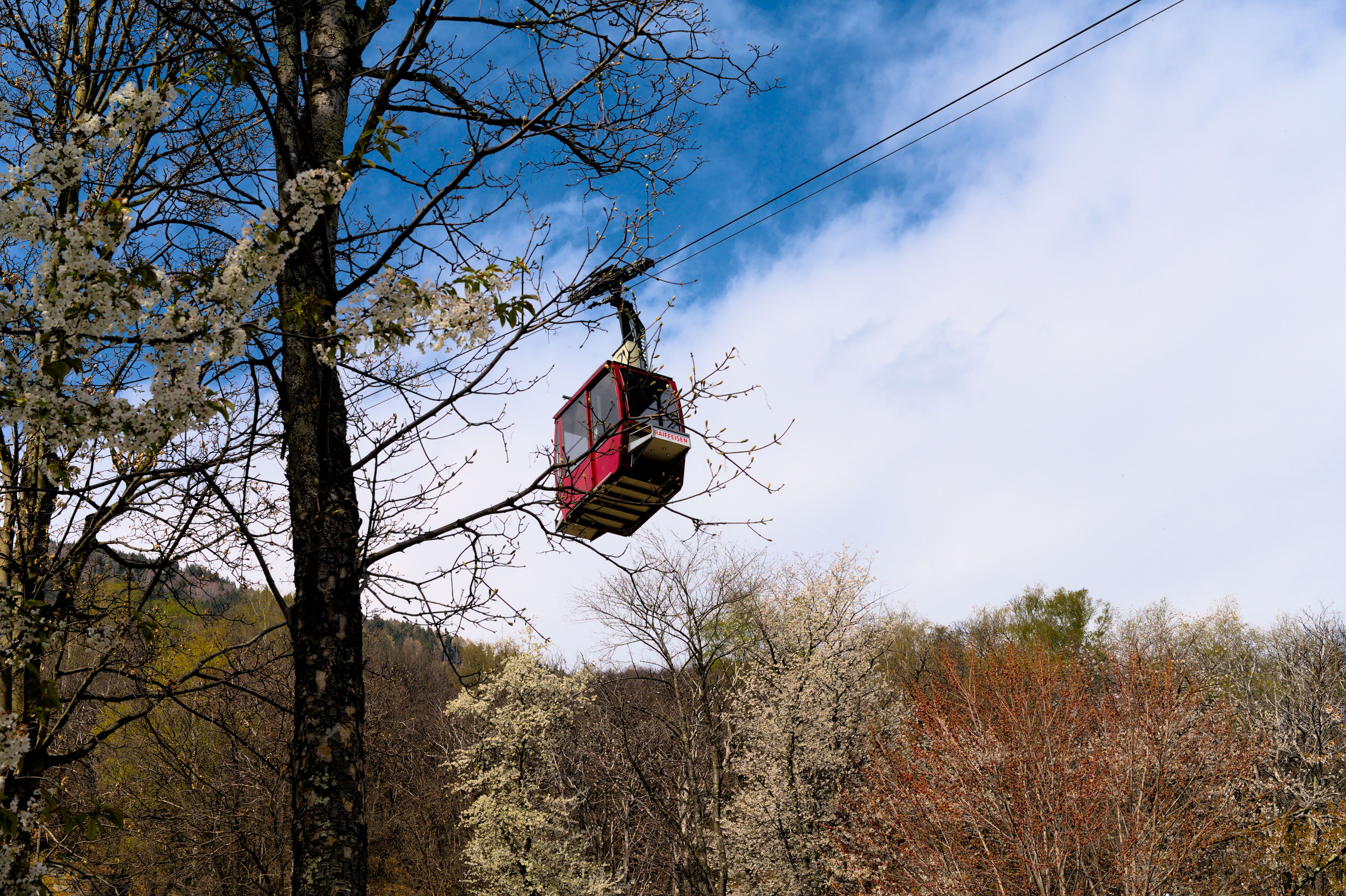 A red cable car passes through blossoming trees under a clear blue sky.