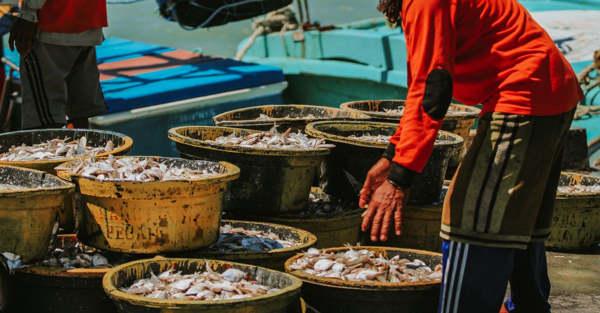 Fish Java Indonesia Traditional Fishing Activity in East Java · Free Stock Photo