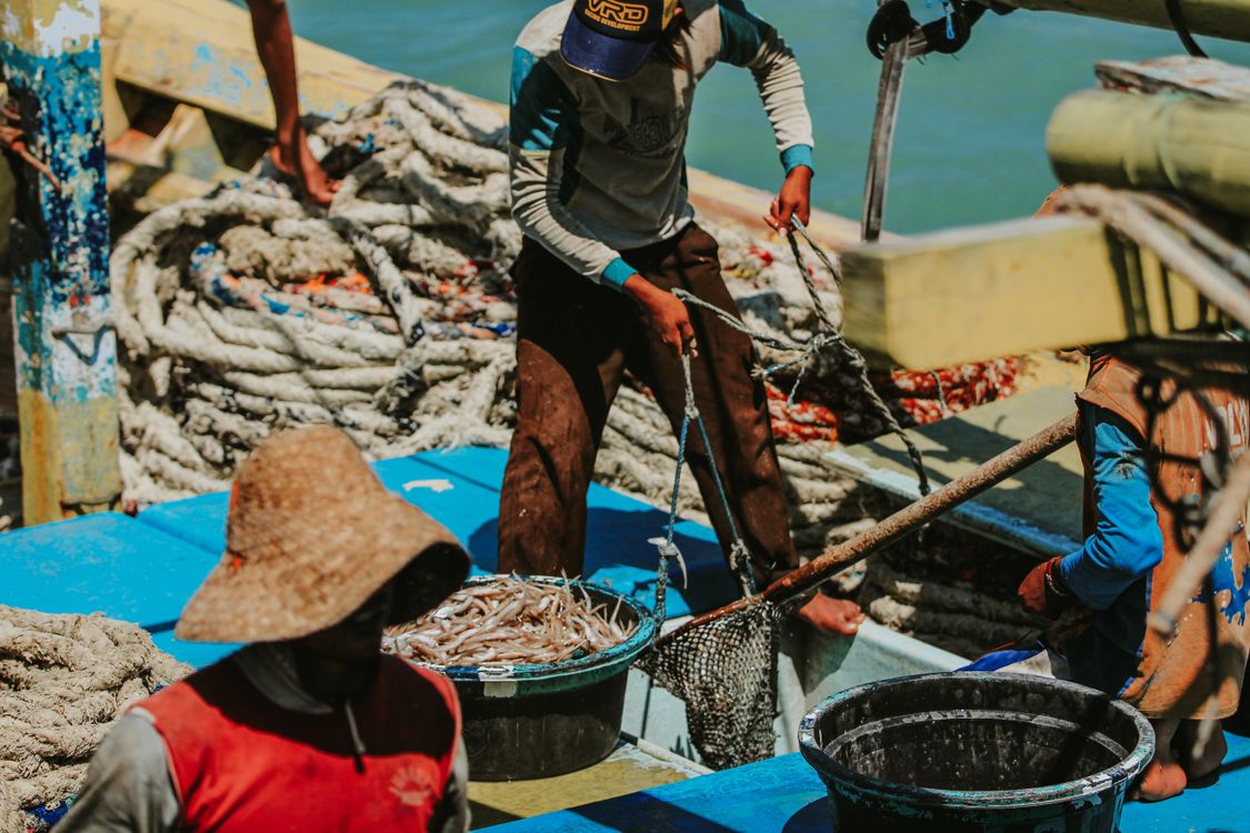 Fish Java Indonesia Traditional Fishing Activity in East Java · Free Stock Photo