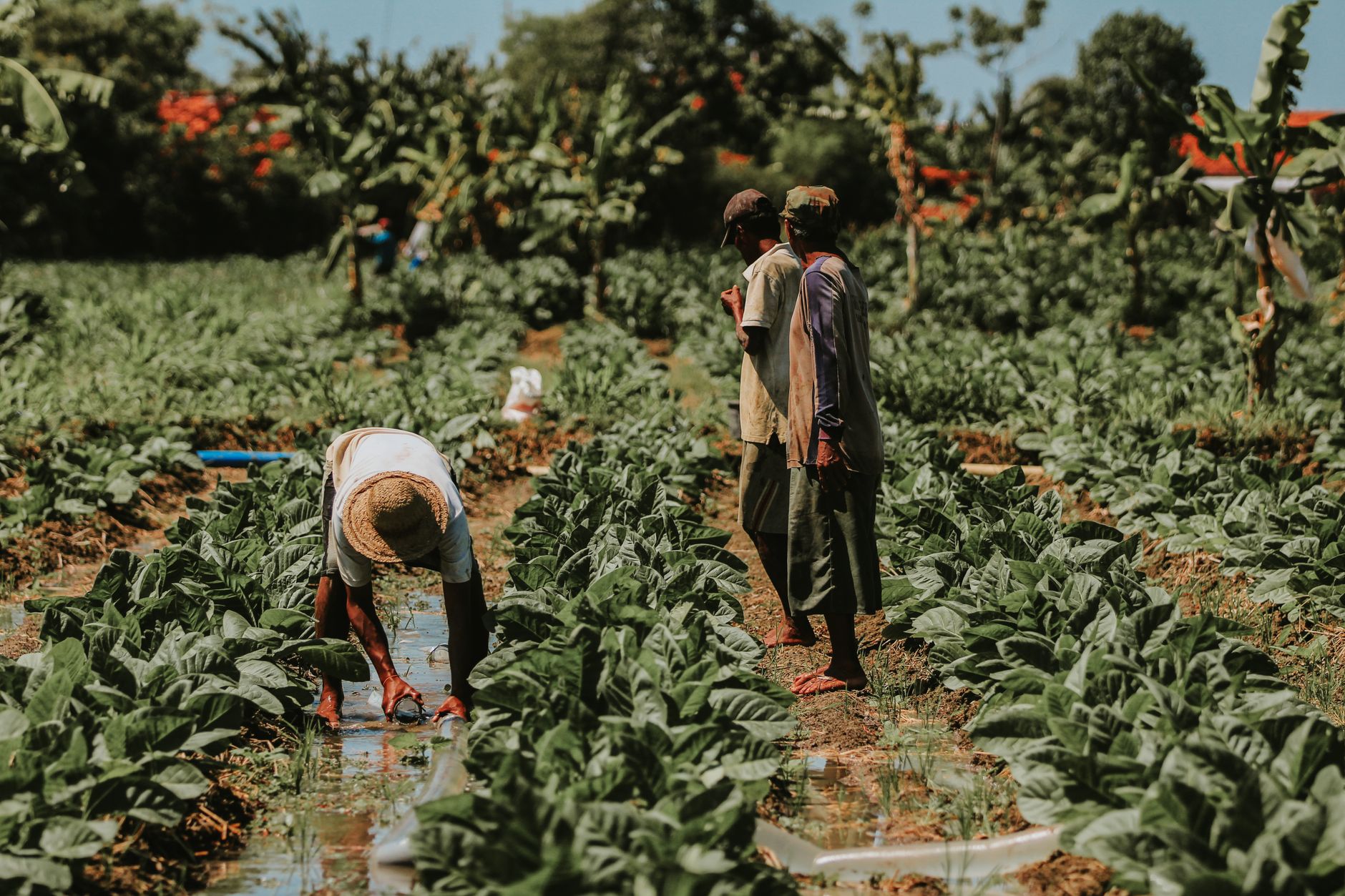 Ouvriers agricoles malgaches en coopérative agro-industrielle