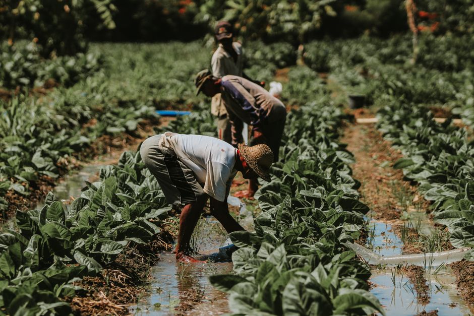 Farmers working in lush tobacco fields of East Java, showcasing traditional agricultural techniques.