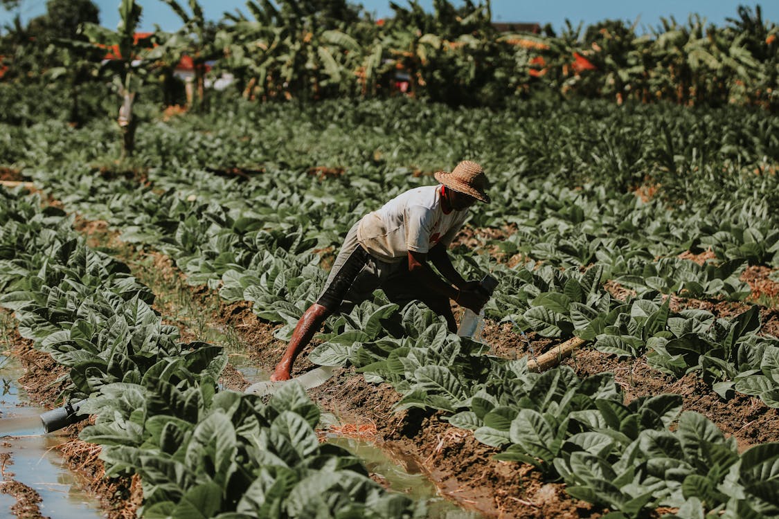 plantations de tabac