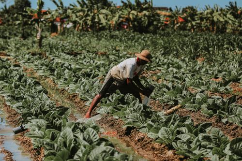 Free A farmer tends to tobacco plants in an East Java field. Stock Photo