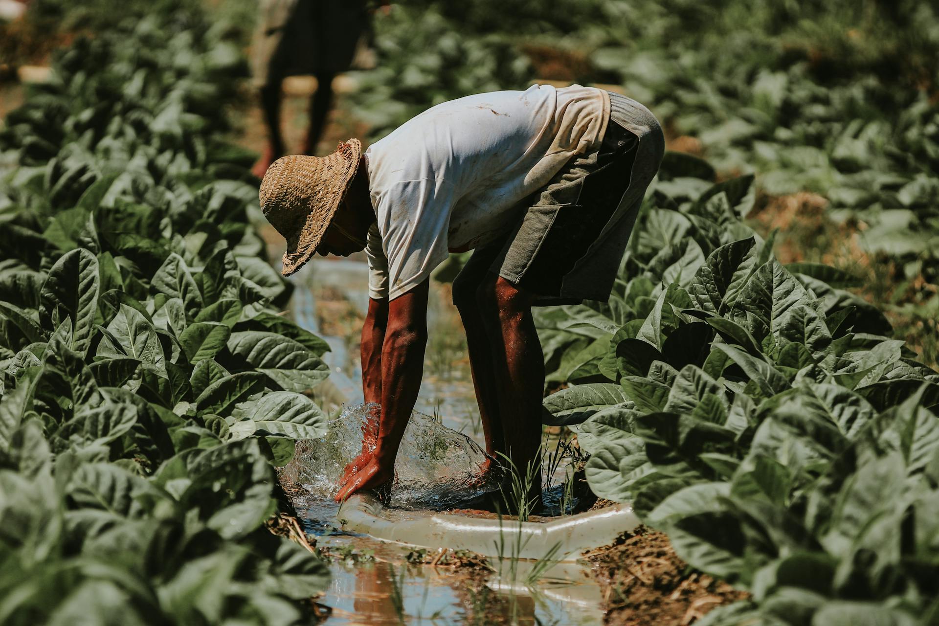 Free stock photo of agricultural, agricultural field, area