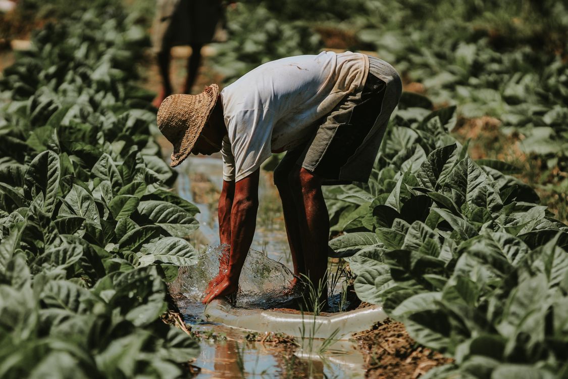 Farmer Java Traditional Farming in East Java Tobacco Field · Free Stock Photo