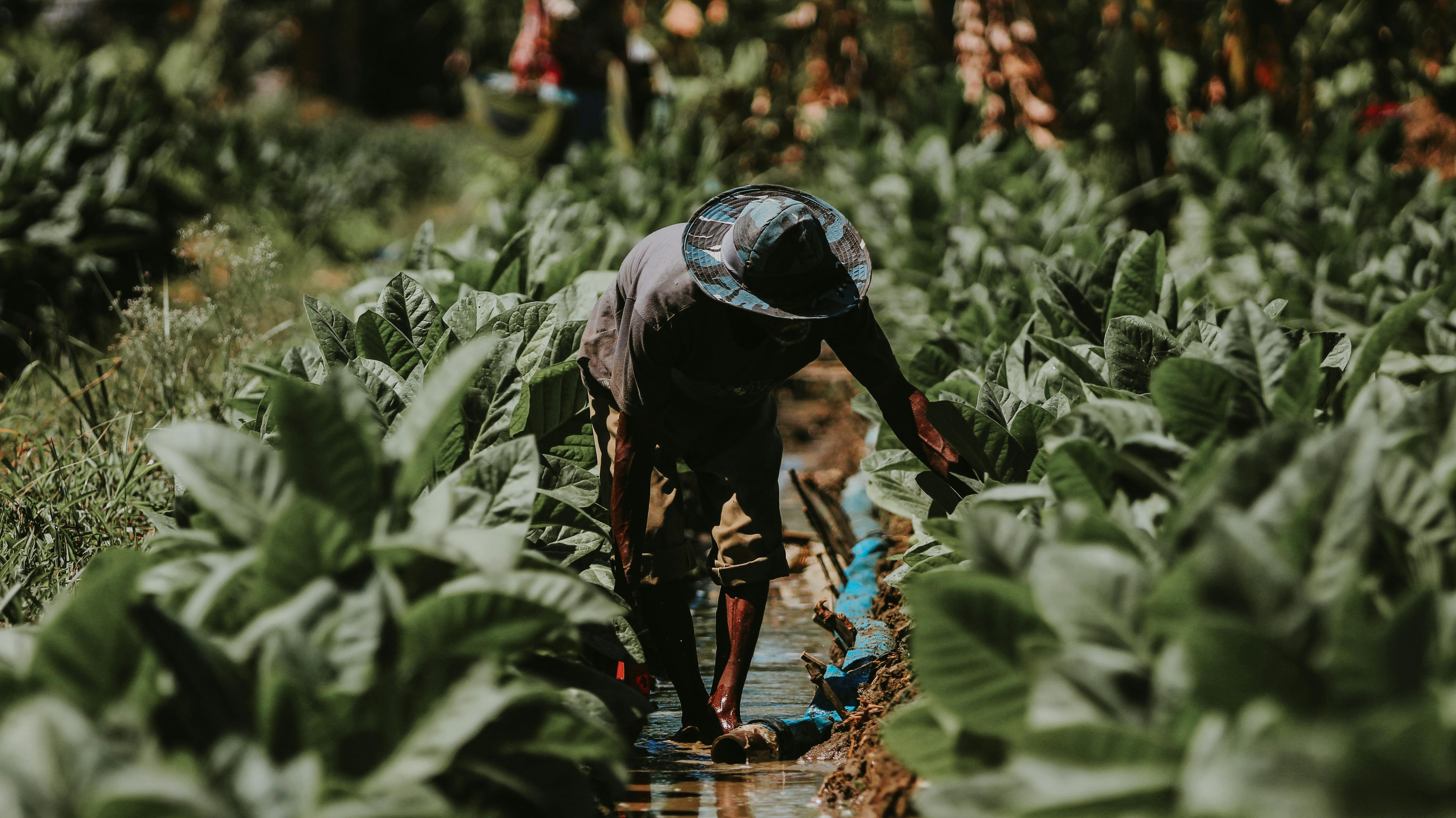 Traditional Tobacco Farming in East Java · Free Stock Photo