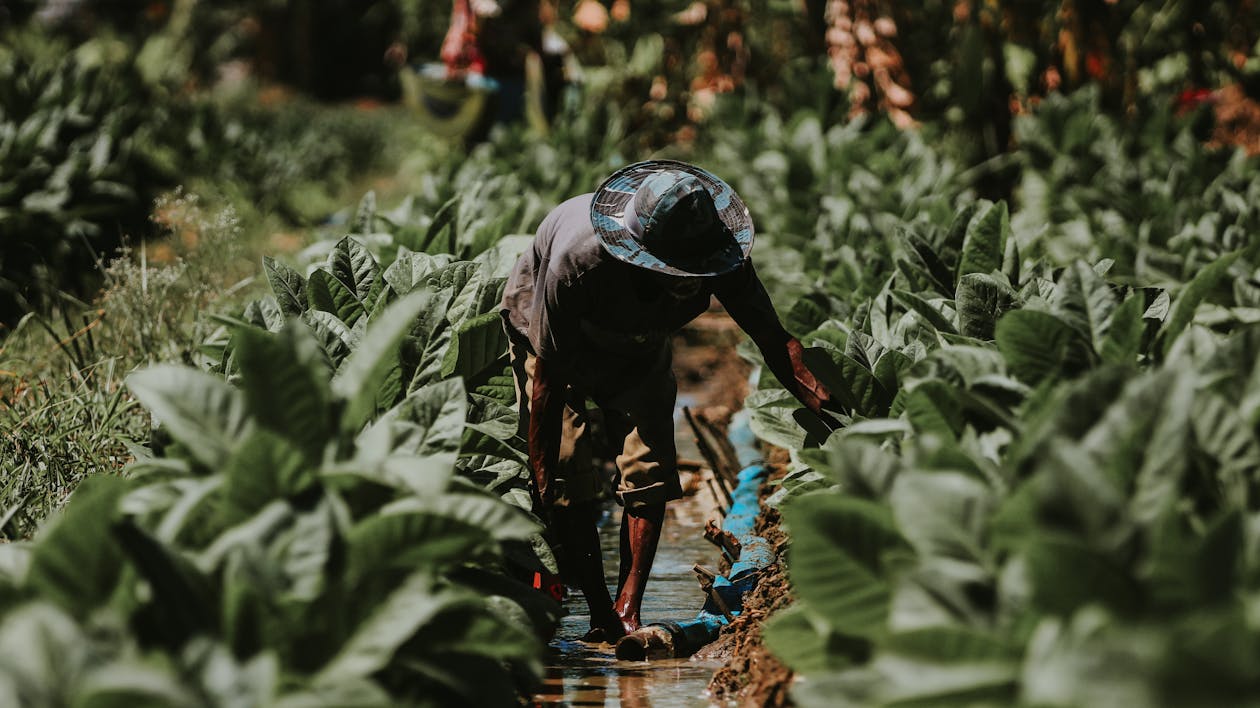 Traditional Tobacco Farming in East Java · Free Stock Photo