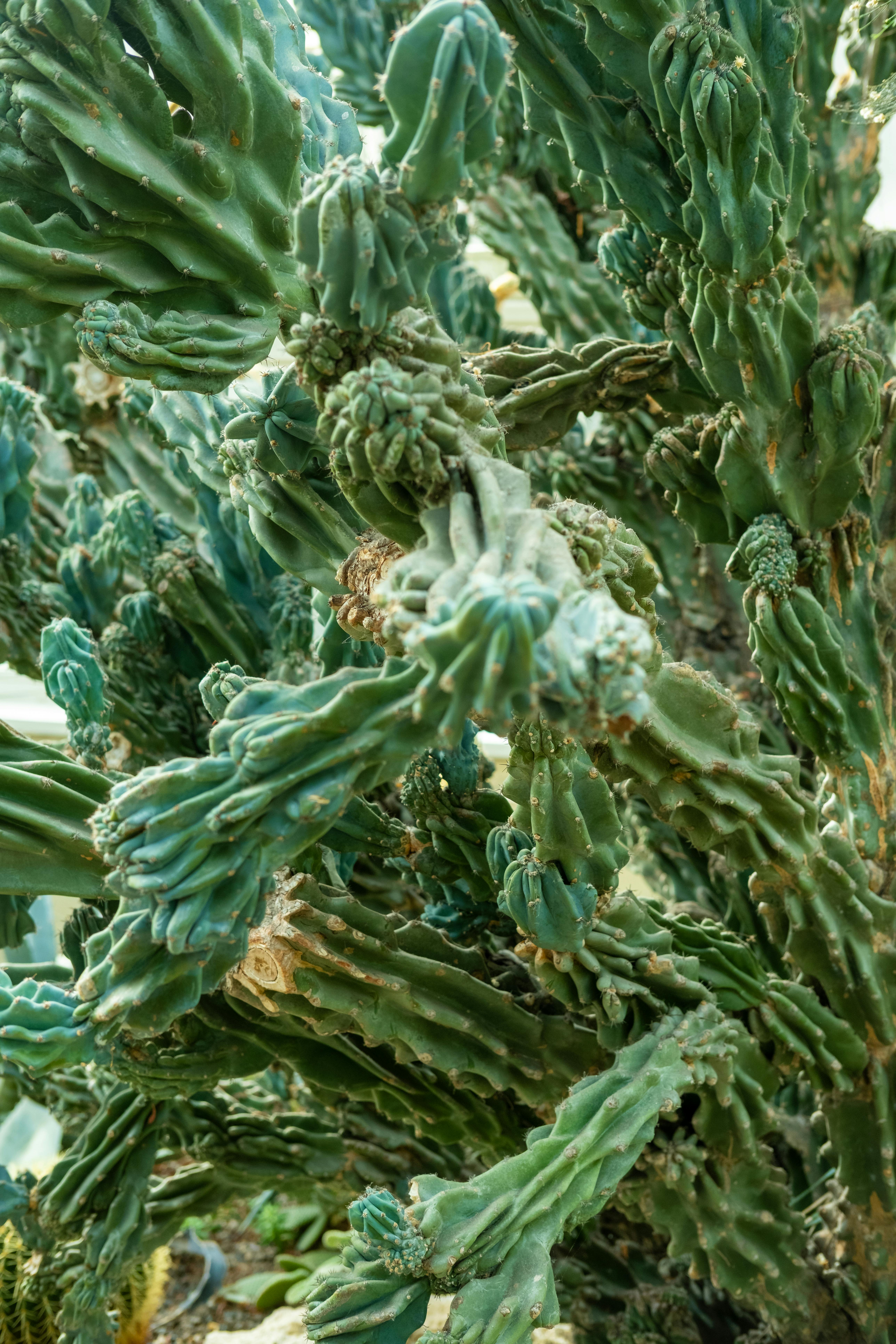 Close-up of a vibrant green cactus showcasing intricate textures and unique structure.