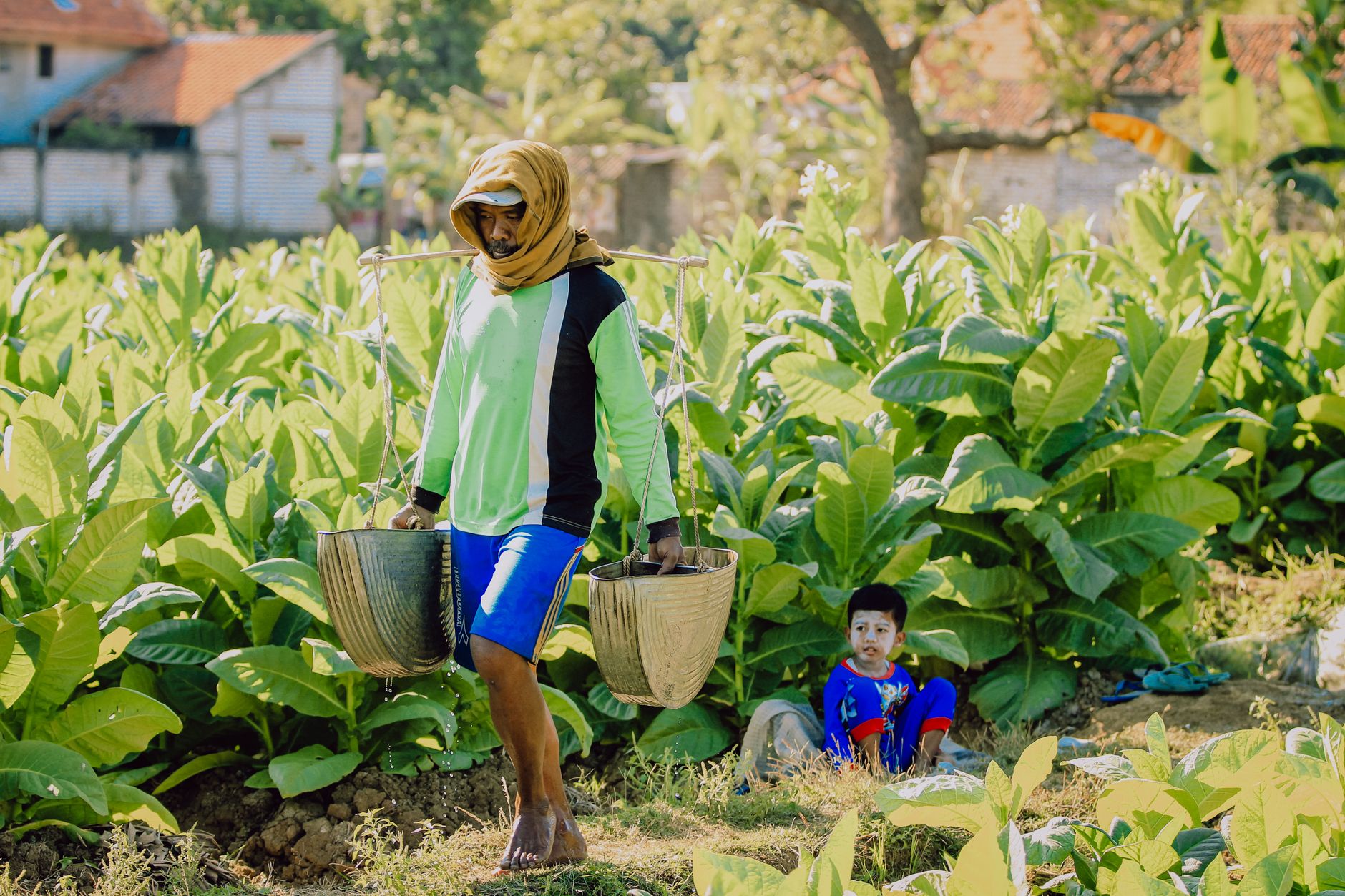An Indonesian farmer carrying baskets in a lush tobacco field with a child sitting nearby.