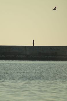 Solitary figure walking along seawall with bird flying above at sunset.