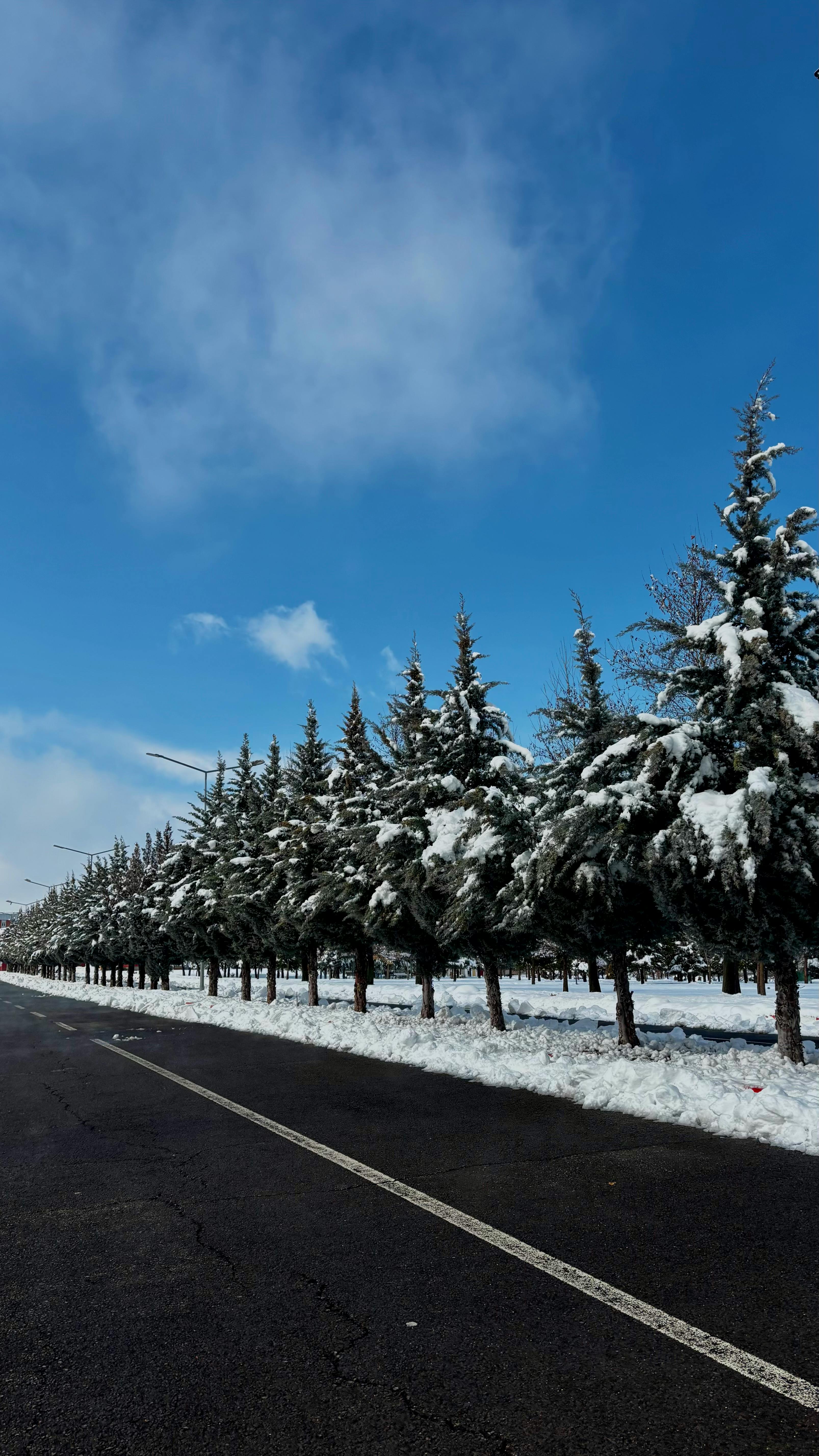 A scenic view of snow-covered pine trees lining a clear winter road under a bright blue sky.