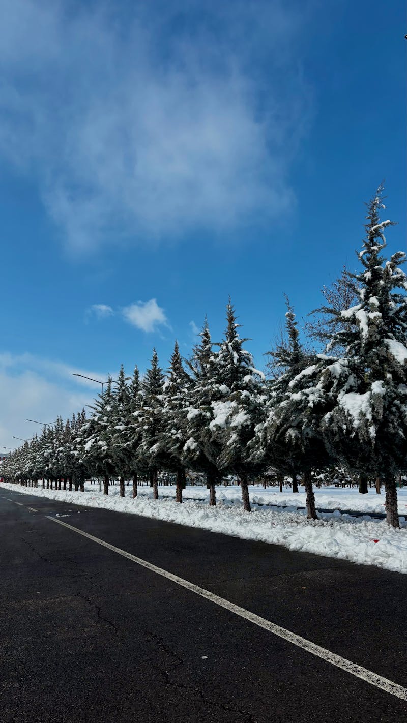 Tree Line Photos, Download The BEST Free Tree Line Stock Photos & HD Images
