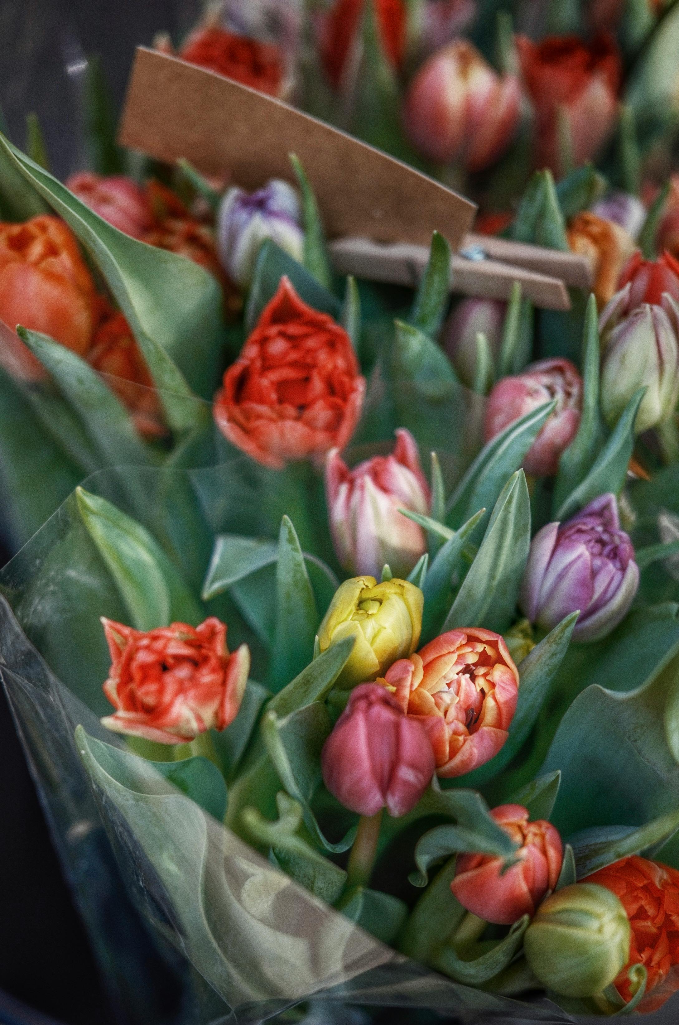 Vibrant tulip arrangement with blank gift tags, perfect for spring celebrations.