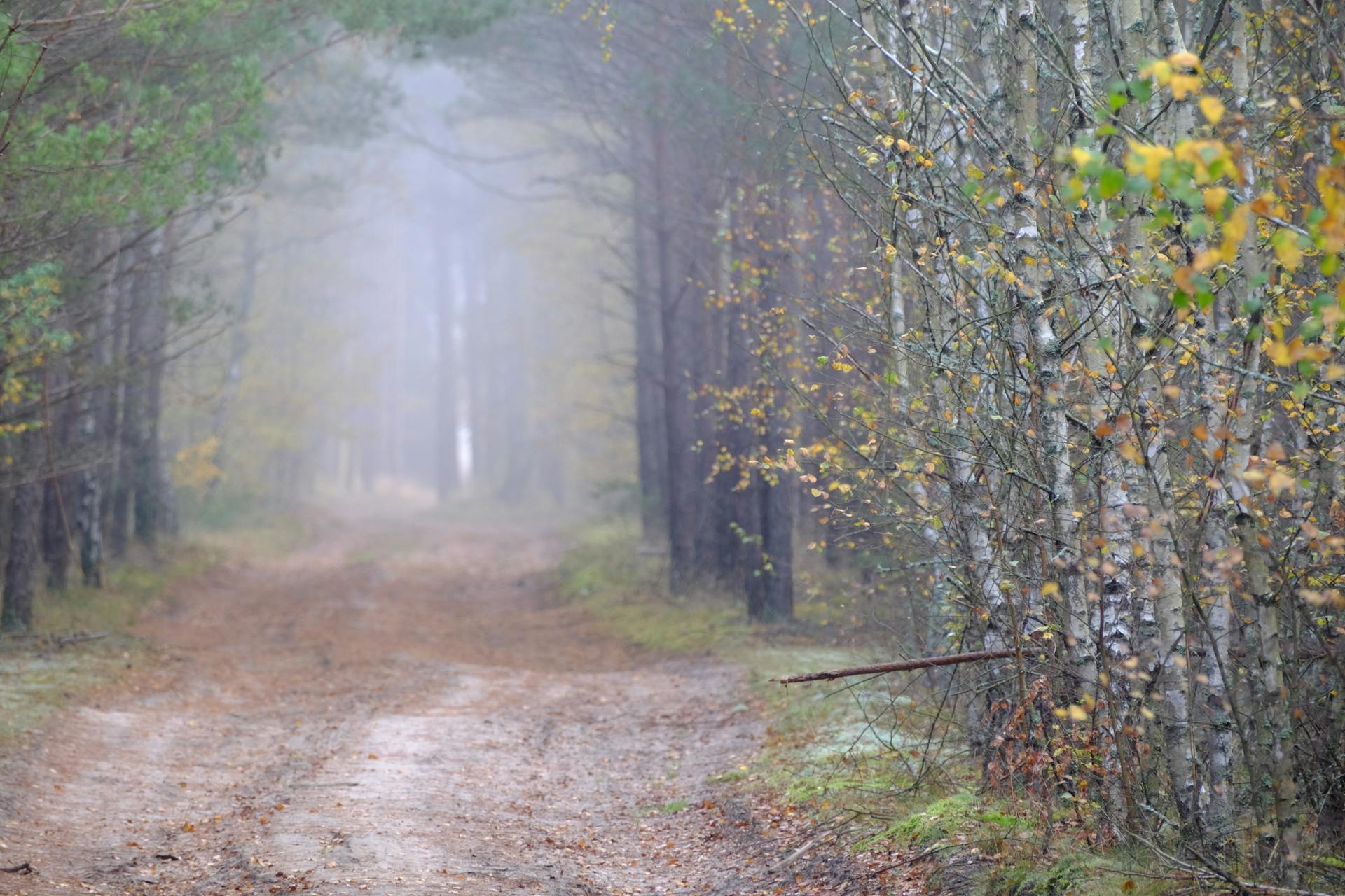 Peaceful misty forest pathway with autumn leaves and birch trees.