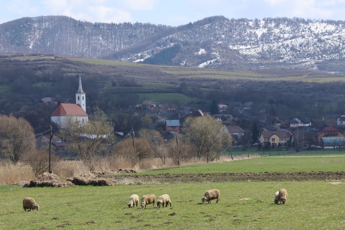 Pasune cu oi, sat si creste inzapezite in fundal