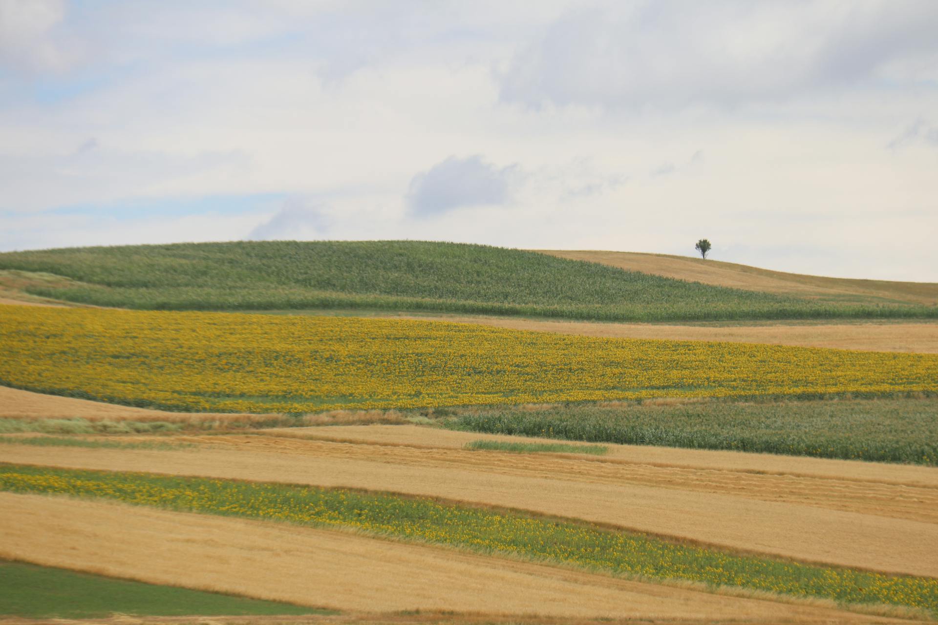 Agricultural filed in Romania