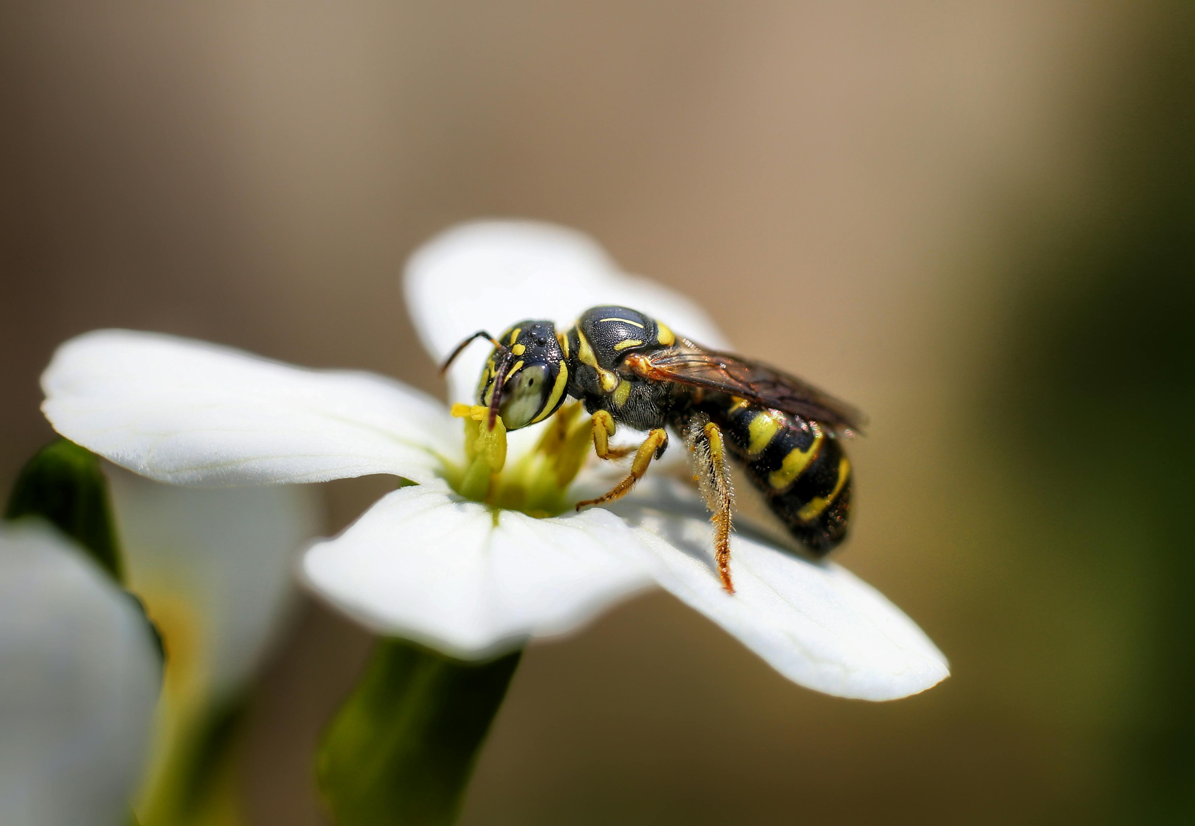 Macro shot of a wasp feeding on a white flower, highlighting vivid colors and intricate details.