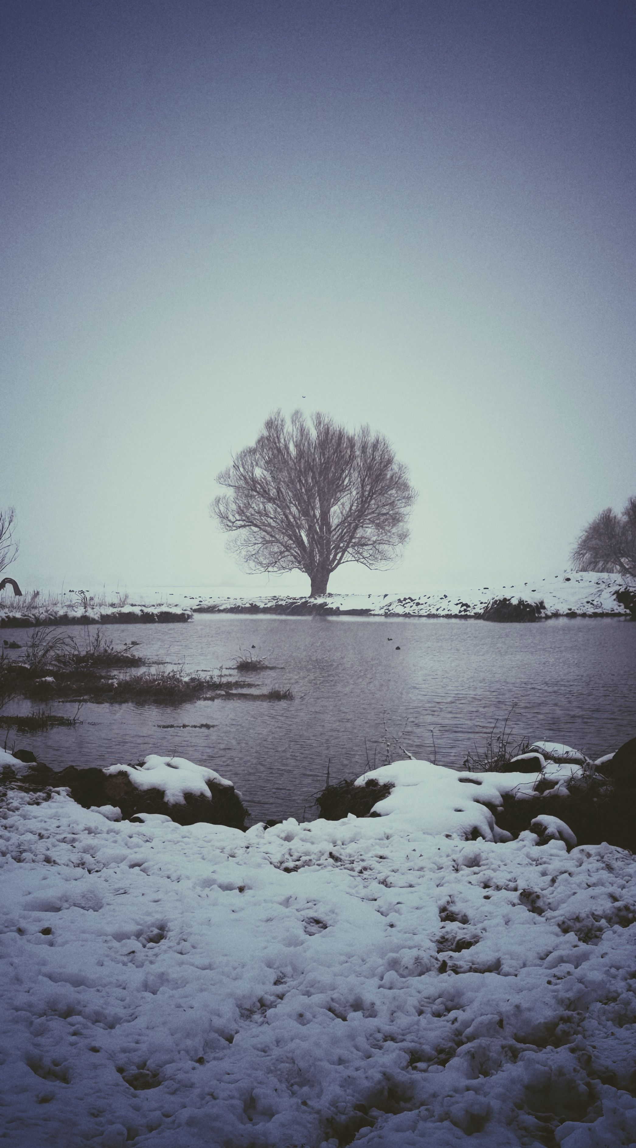Solitary Tree in Winter Wonderland Landscape · Free Stock Photo