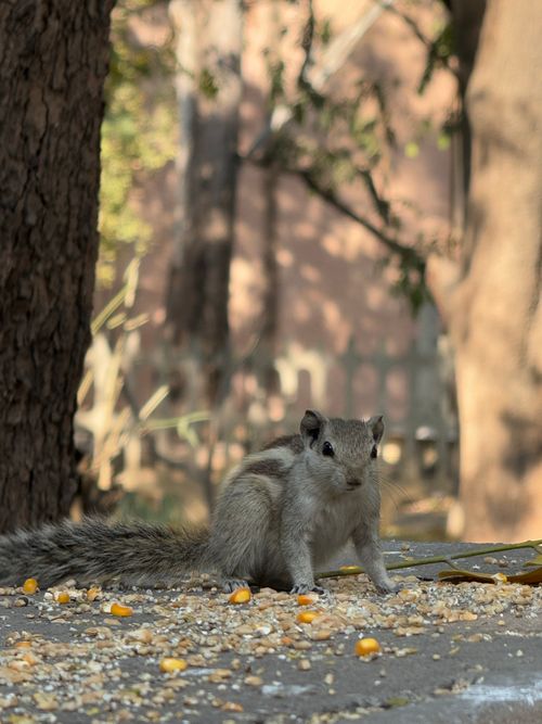 Free A curious Indian Palm Squirrel gathering corn on a forest floor. Stock Photo
