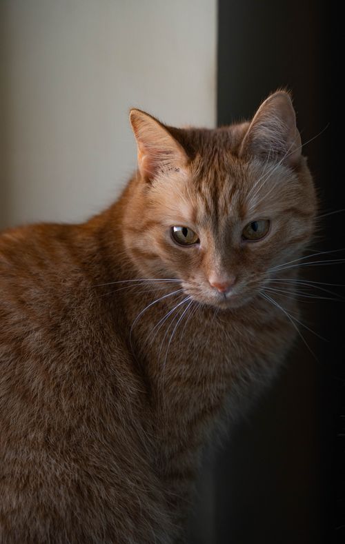 Free Close-up of a ginger cat with soft fur sitting indoors, captured in natural light. Stock Photo
