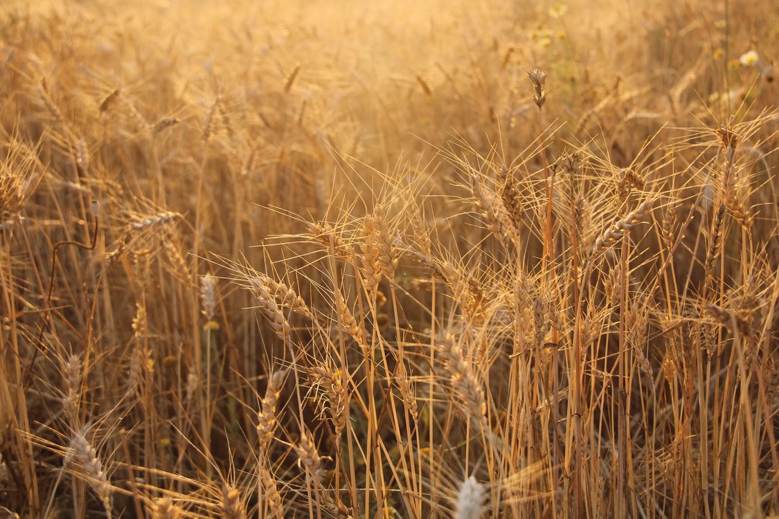 Golden Wheat Fields at Sunrise in İzmir · Free Stock Photo
