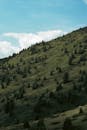 Serene Green Hillside with Sparse Trees Under Blue Sky