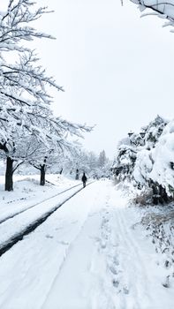 Tranquil winter scene of a snowy landscape with a lone figure walking between snow-laden trees.
