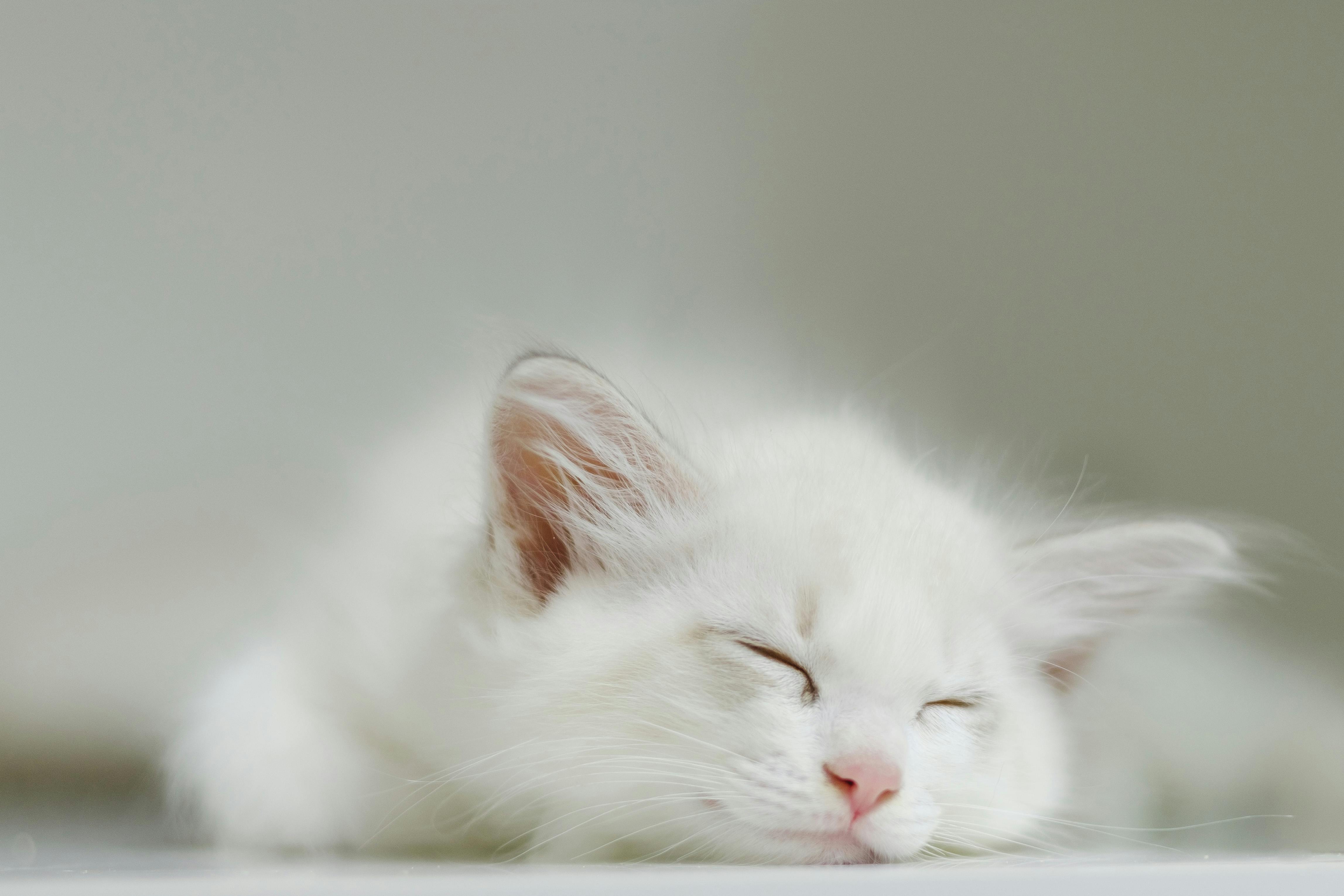 cute white kitty peacefully sleeping