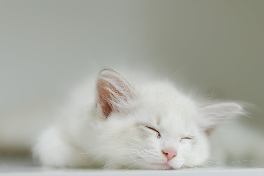 Adorable white kitten with soft fur lying on floor and peacefully sleeping at home