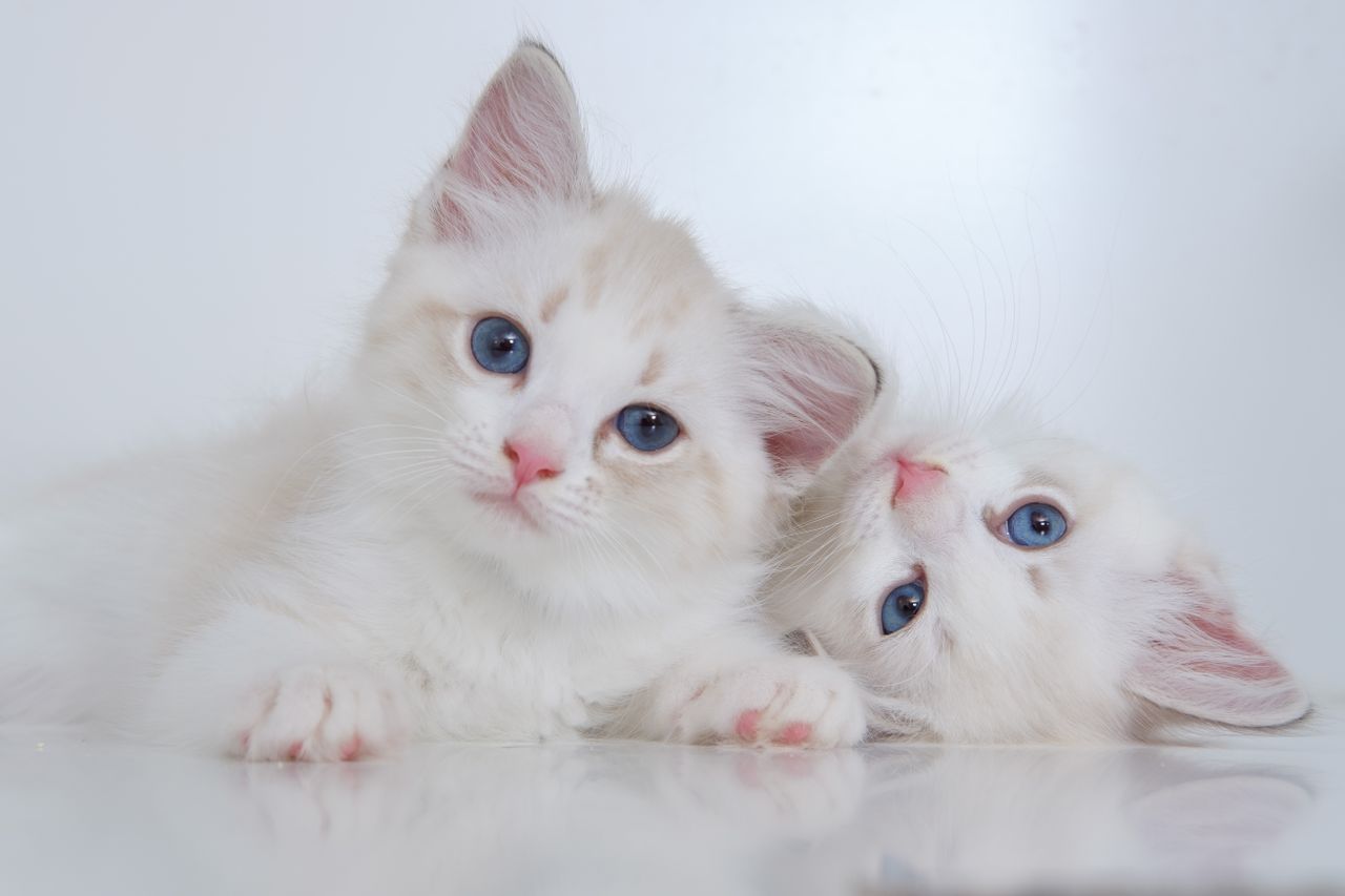 cute white fluffy kitties with blue eyes lying on reflective surface t