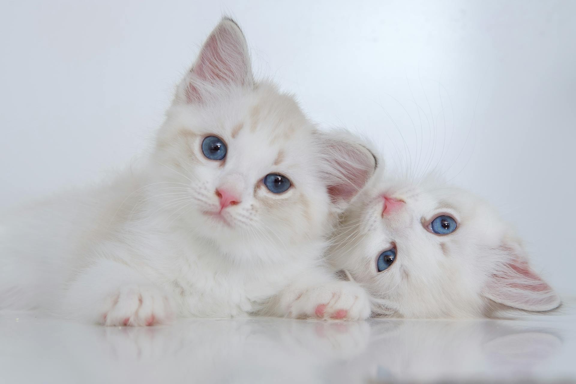 Cute white fluffy kitties with blue eyes lying on reflective surface together and looking at camera