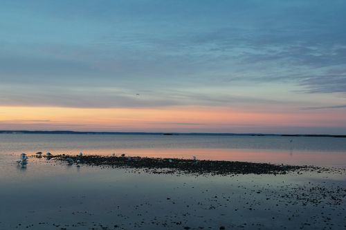 Free Calm winter sunrise over Cove Island Park, Stamford, Connecticut, with a pink sky and low tide reflections. Stock Photo