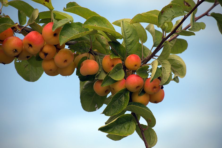 Ripe apples hanging on a branch in an orchard — how long does an apple tree take to grow in Surrey BC