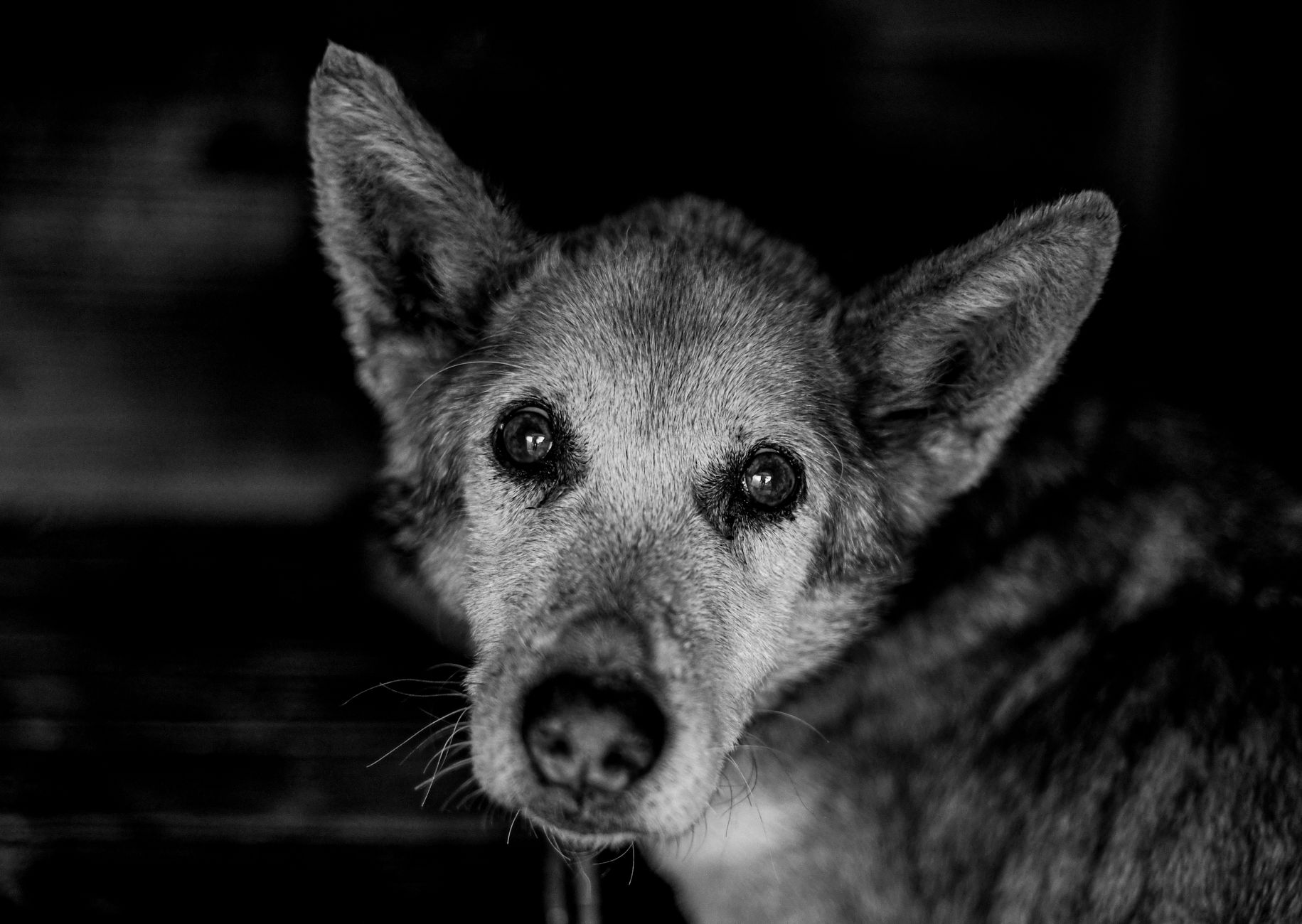 Veterinary care for a dog
