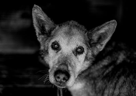A detailed black and white portrait capturing the soulful eyes of a senior dog.