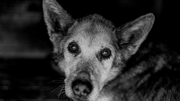 A detailed black and white portrait capturing the soulful eyes of a senior dog.