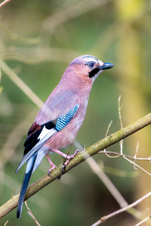 Free Eurasian Jay perched on a branch in winter showcasing vibrant plumage. Stock Photo
