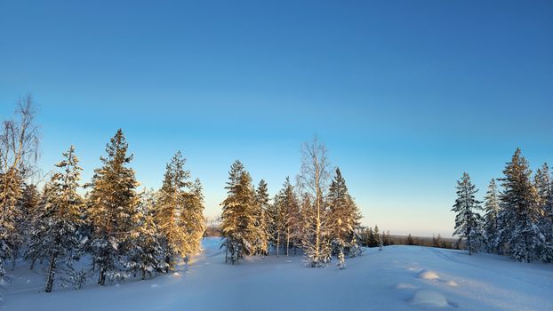 Bäume & Himmel in der Natur – Geheimnisvolles Landschaftsfoto